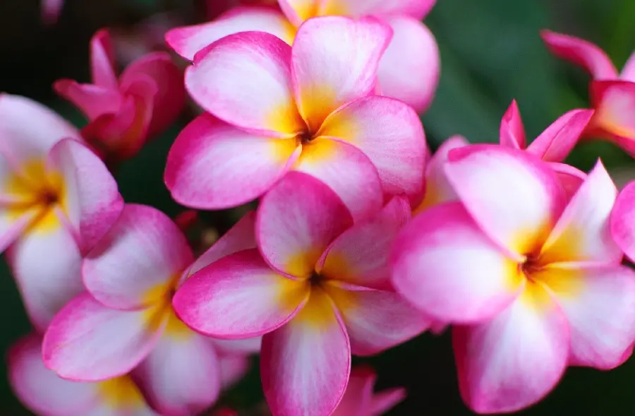 The most interesting plumeria flower in pink, white and yellow