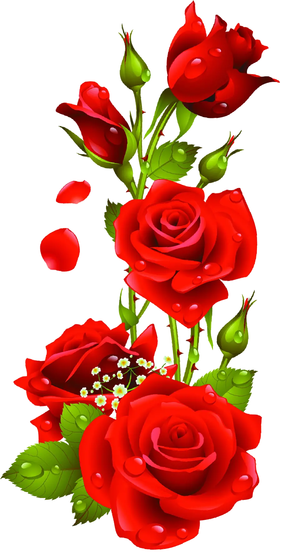 Red Roses Without Background For Photoshop