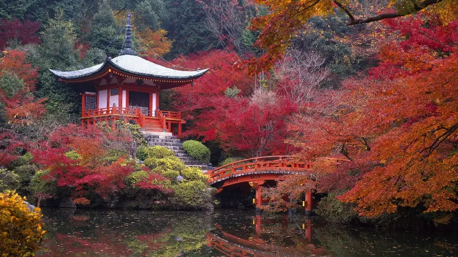 Photo of autumn trees in the nature of Japan
