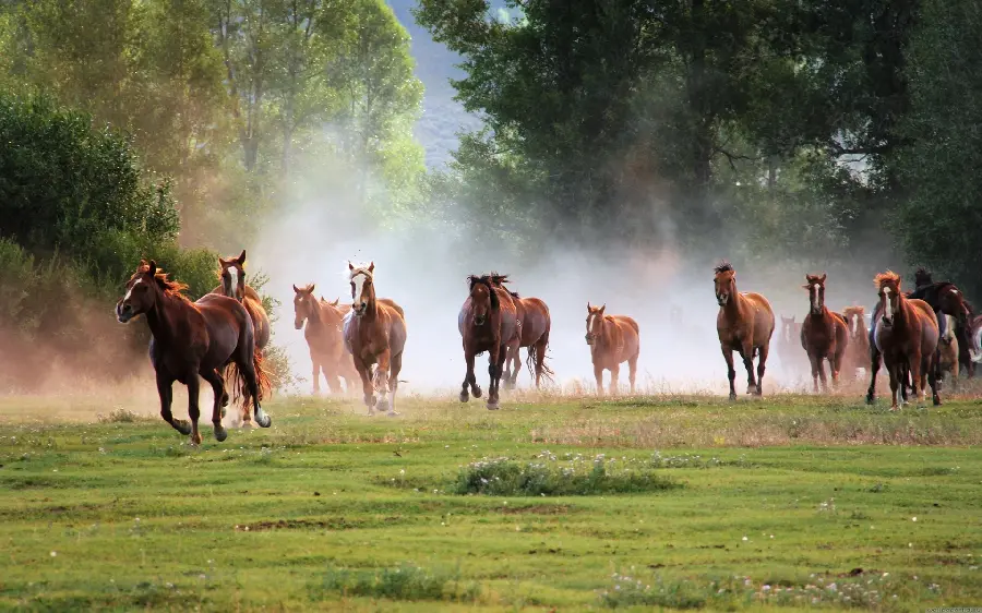 Beautiful wild horses photo in the forest