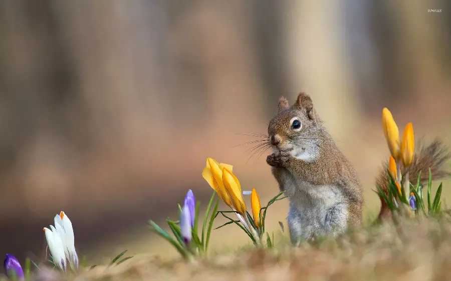 Cute little squirrel in the lovely spring nature
