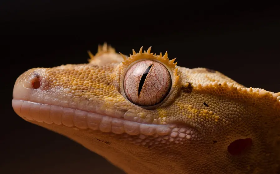 Closeup Stock Photo of Lizard on Black Background