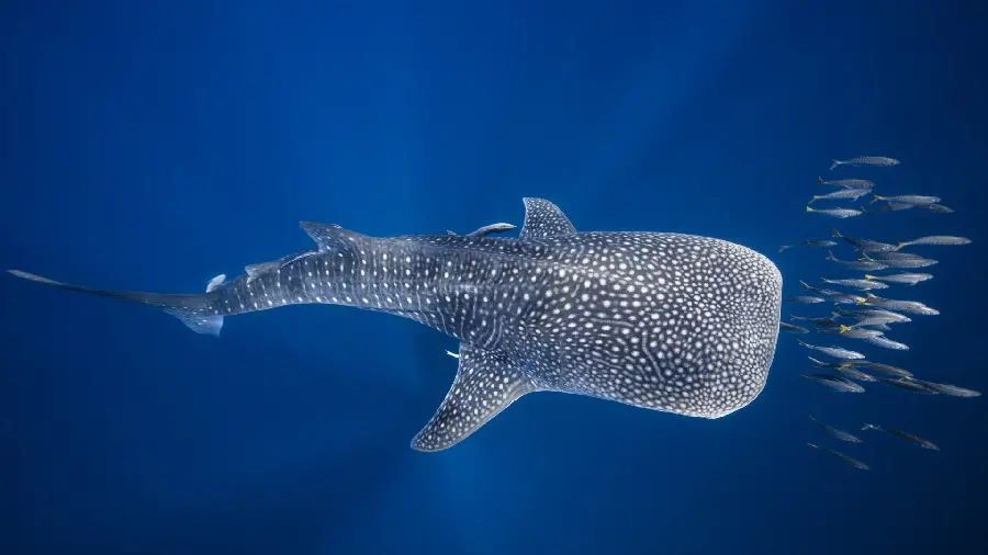 Full HD Wallpaper Whale Shark The Biggest Fish In The World