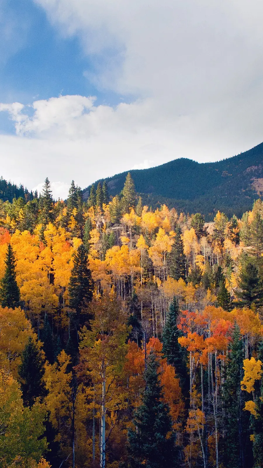 Beautiful, colorful and diverse autumn photo