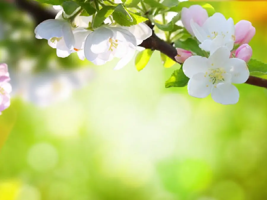 Amazing White Spring Blossom Photo