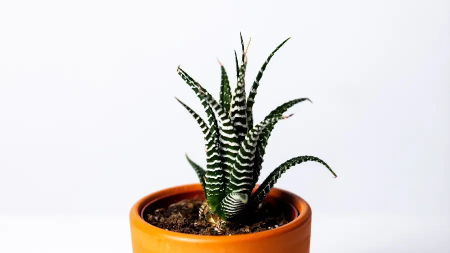 Photo of houseplant white line