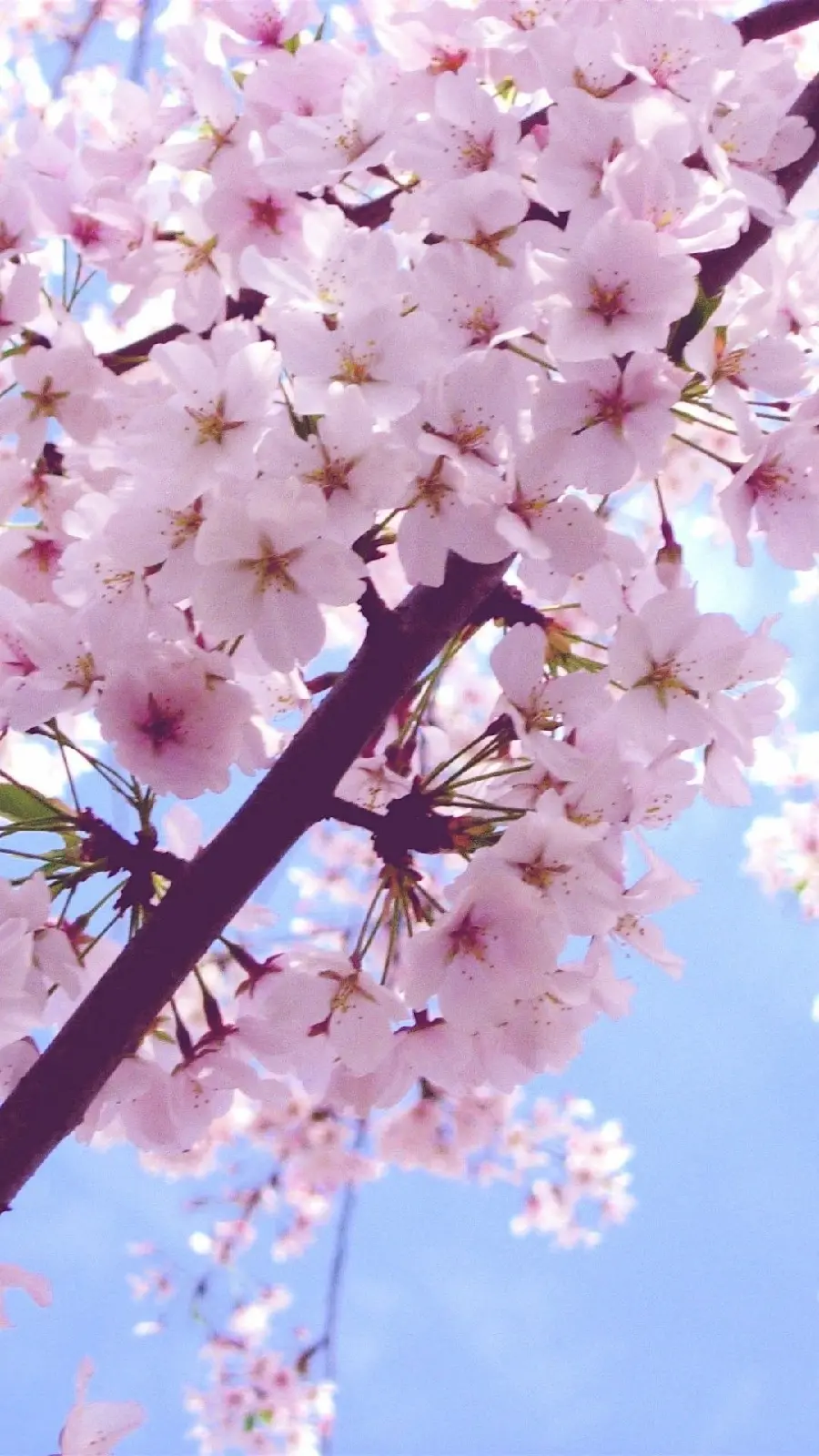 The most famous portrait of spring blossoms in Full HD quality 