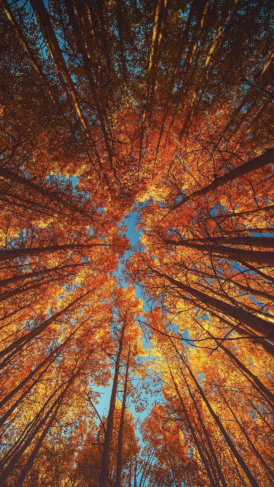 Beautiful Autumn Trees Viewed from Bottom to Top