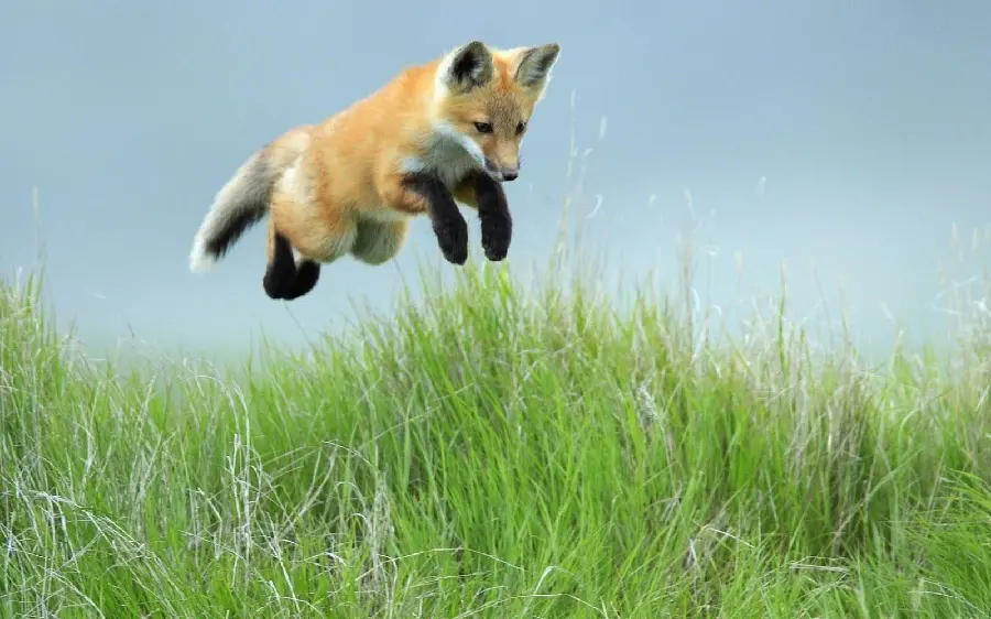Funny picture of little fox cub jumping