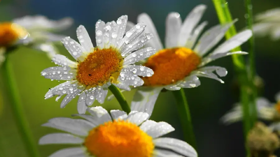 A very beautiful and attractive image of white chamomile flowers together for wallpaper