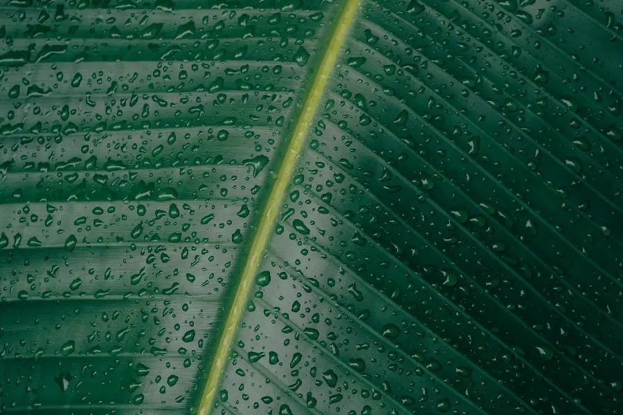 A cool and interesting profile picture with a spectacular subject of a green leaf covered in rain