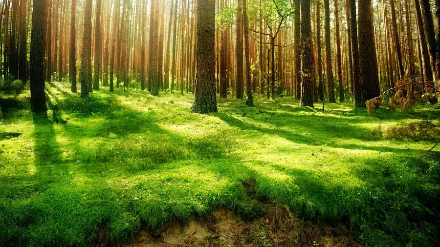 Beautiful Scandinavian Lush Forest with Dreamy Sunlight