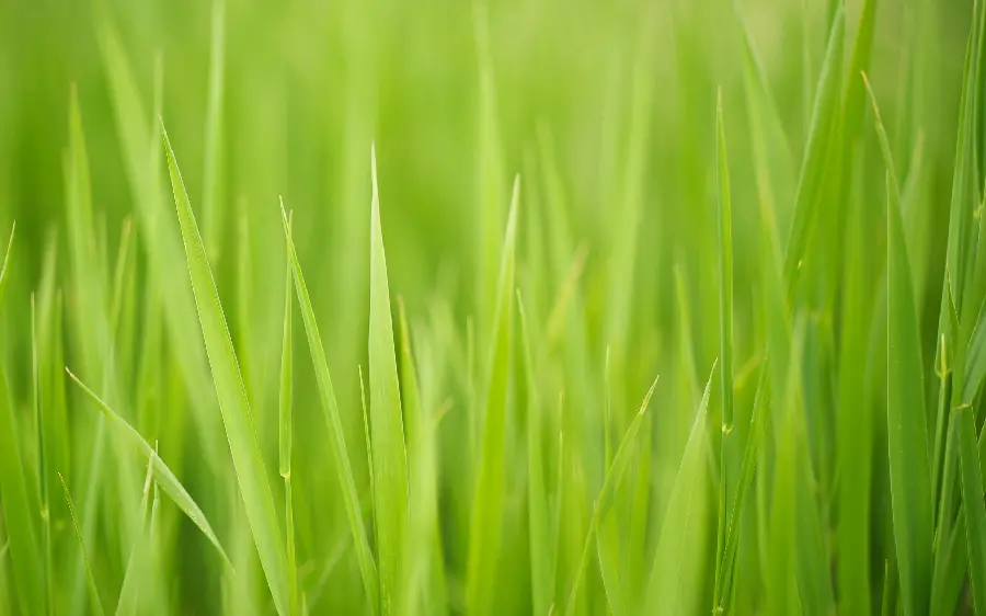 Wheat leaf and wheat field wallpaper