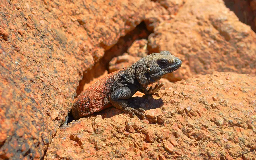 Photo of a lizard coming out of the house