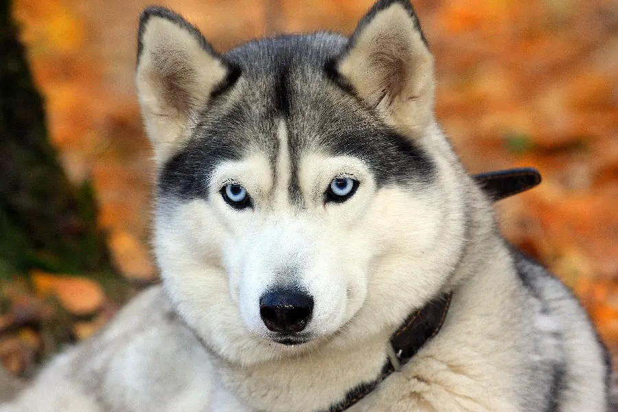 Photo of the extremely popular Husky breed for desktop background