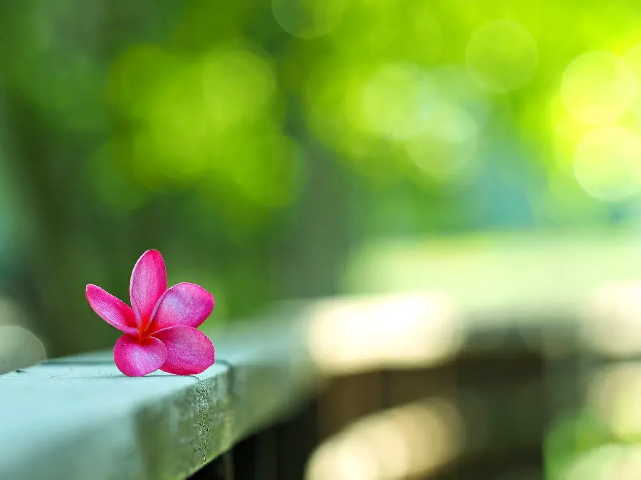 Single flowerAttractive Plumeria in Pink Color in Lush Nature 