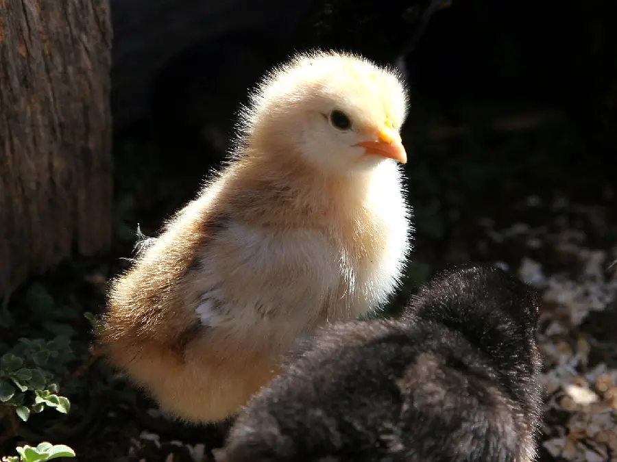 8K photo of a cute and beautiful chick for WhatsApp profile 
