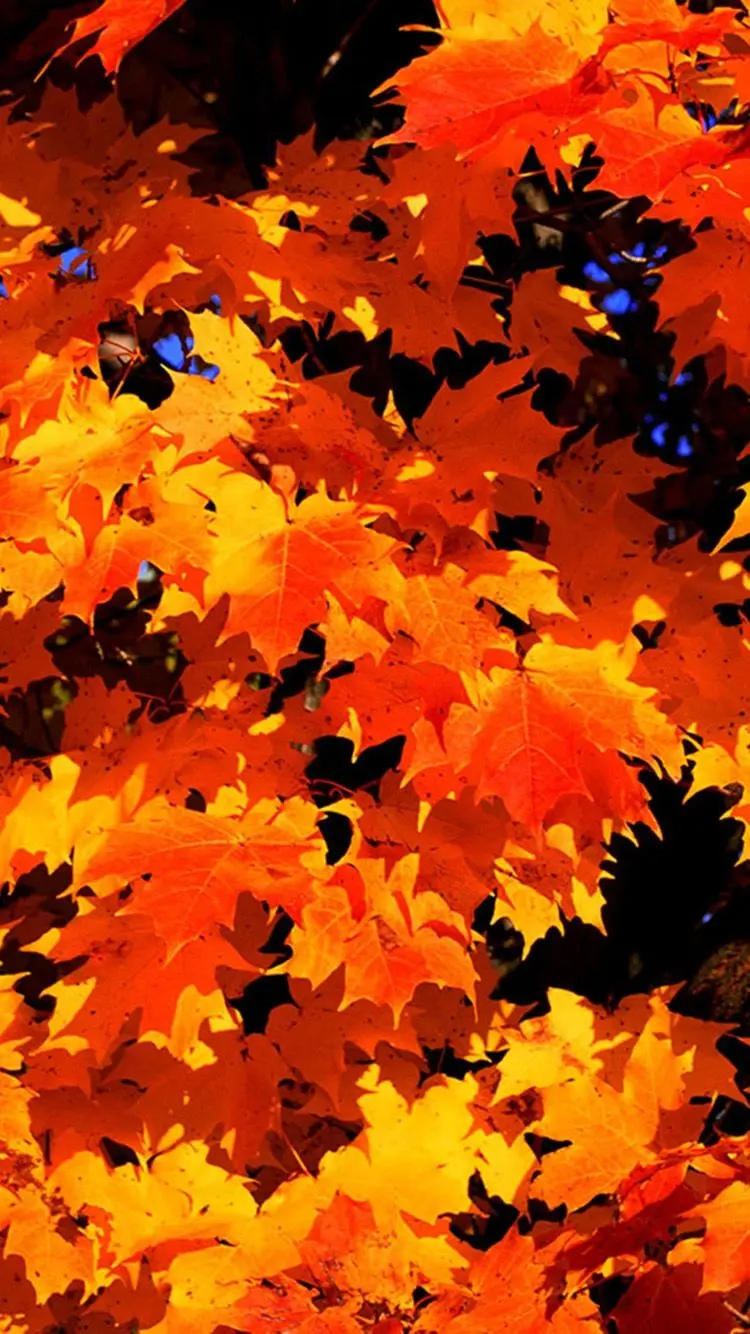 Leaf Background Photos and Leaf Backgrounds