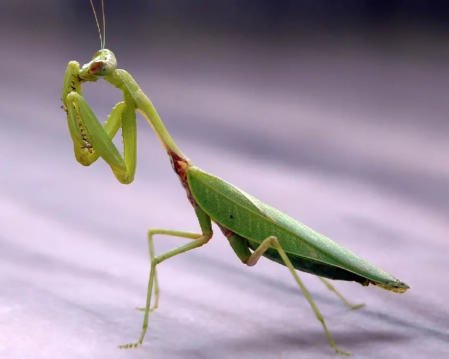 Free Download 4K Grasshopper Mantis Insect Photo 