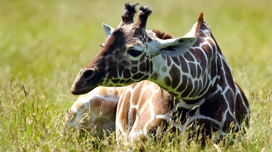 Stock Photo High quality giraffe