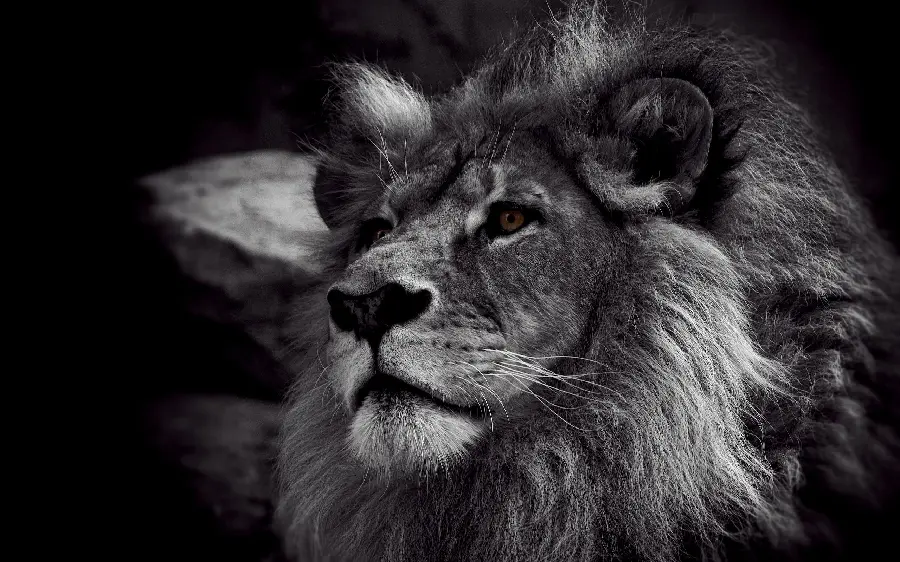 Lion Photo with Black and White Background
