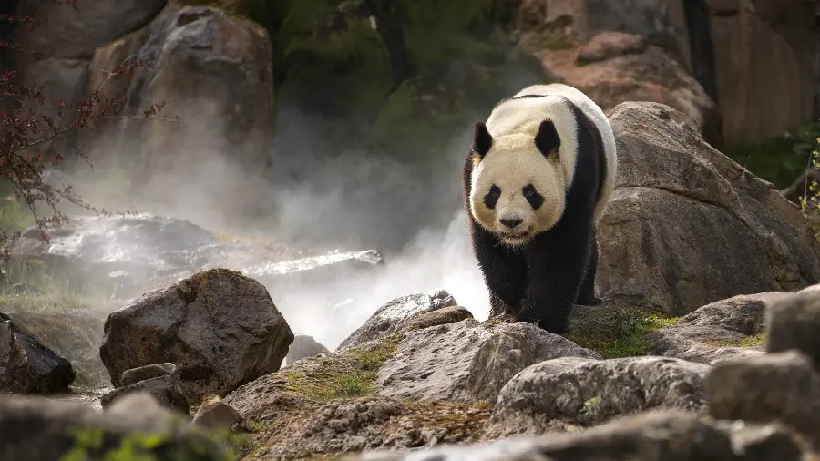 Picture and photo of a cute and adorable panda