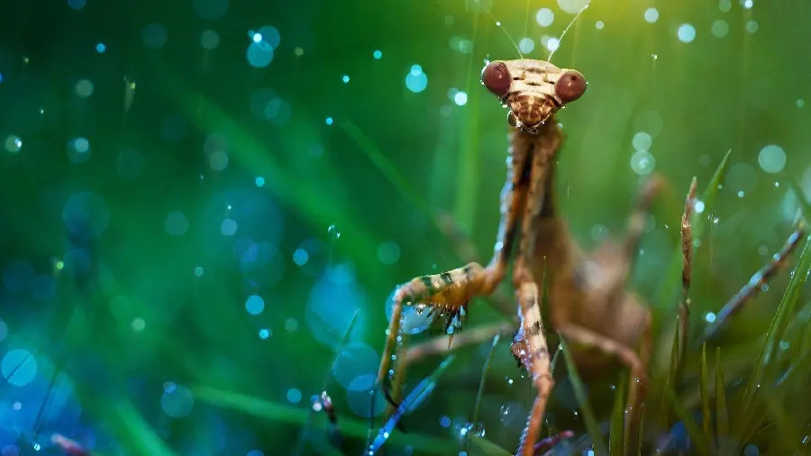 Old praying mantis under raindrops in a very high quality frame