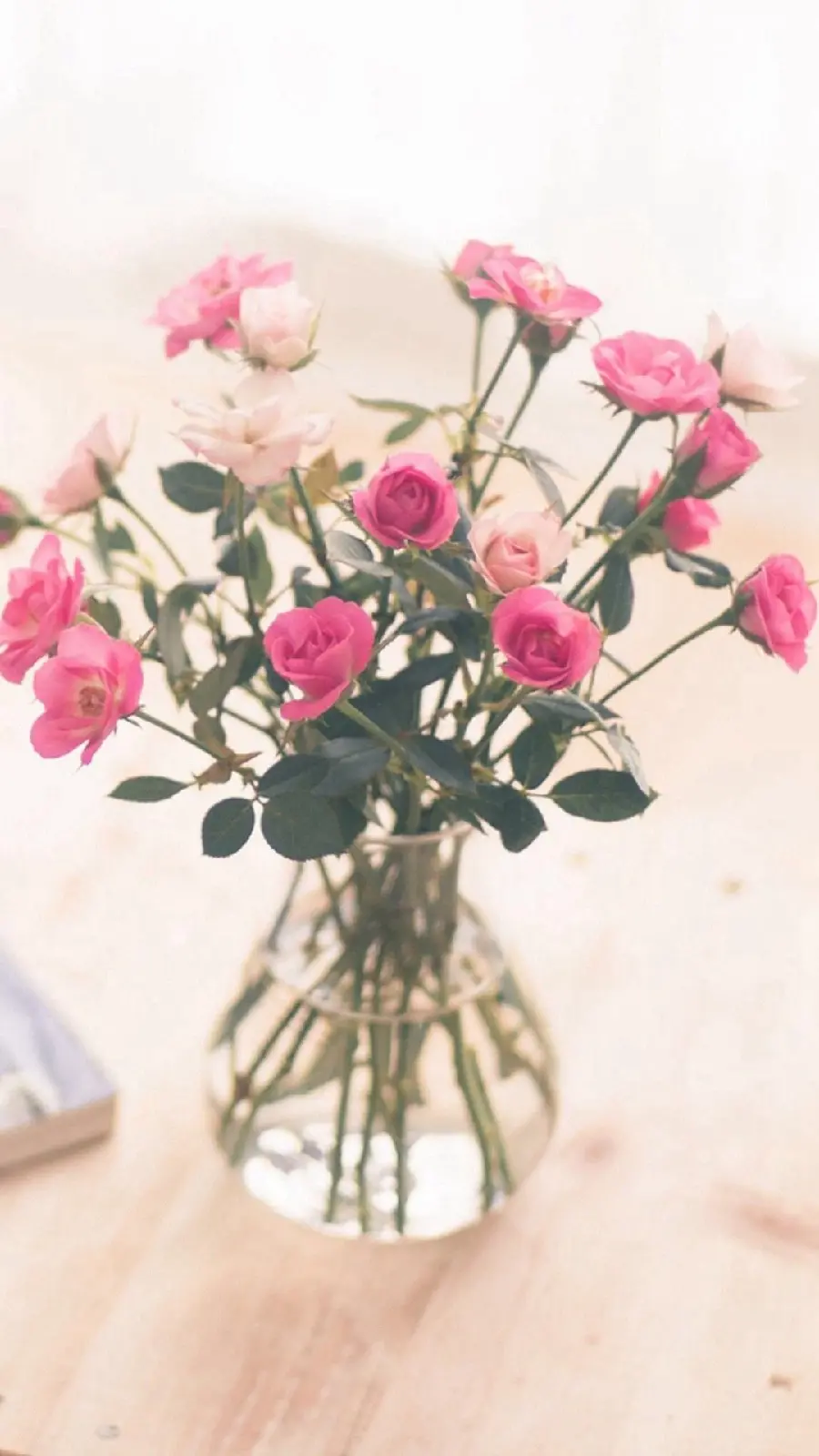 The most beautiful mobile background with a white and pink flower design in a vase
