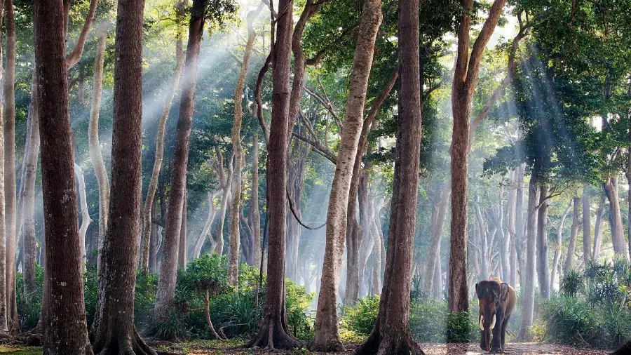 A spectacular image of tall trees with a large elephant next to them 