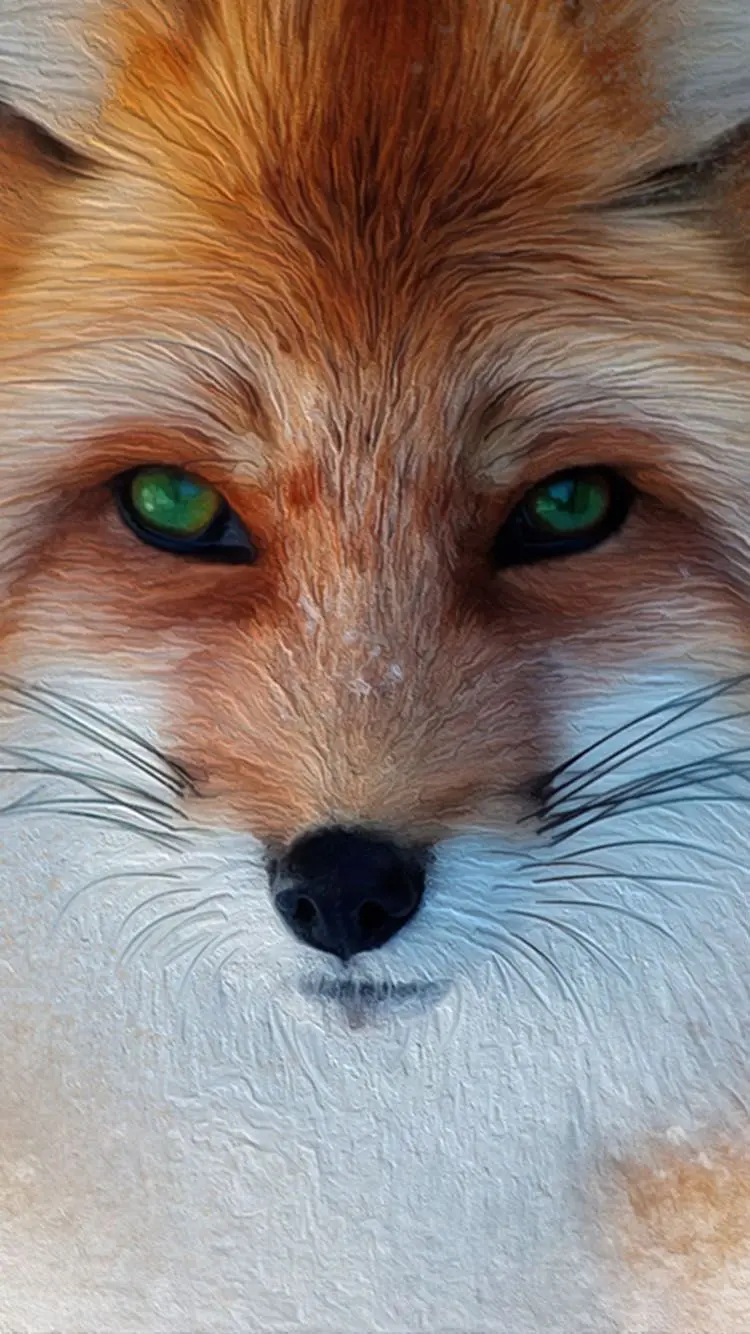 FULL HD photo of fox eyes