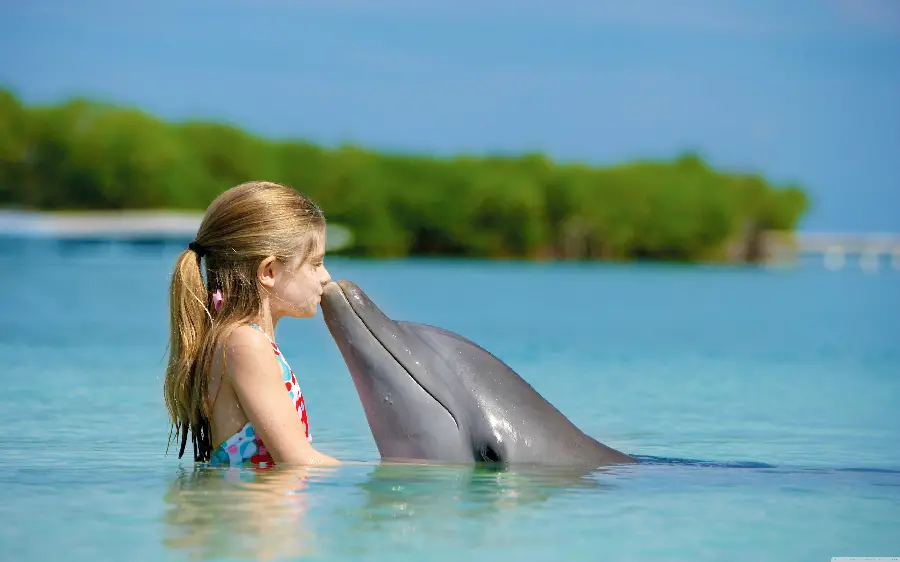 Free funny dolphin photo suitable for printing and design