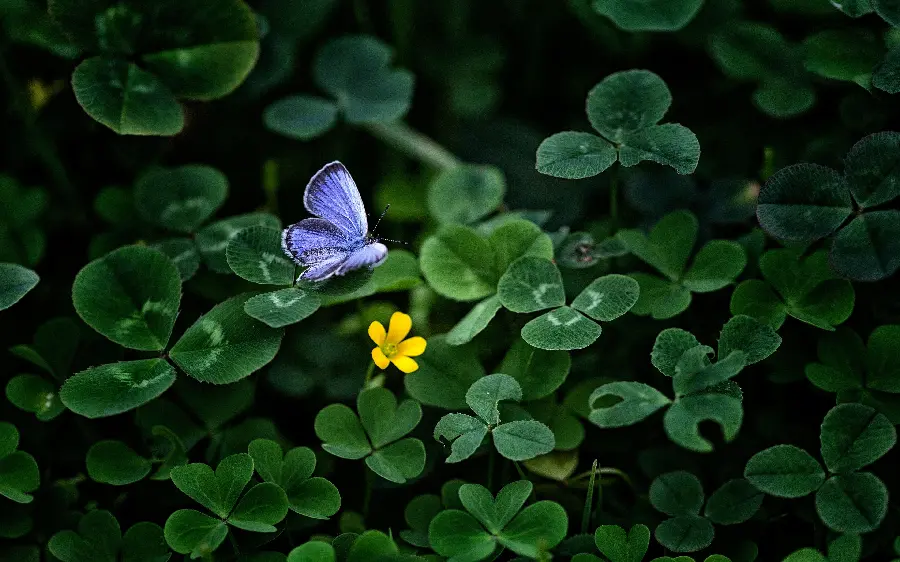 Download wallpaper for computer real butterfly photo
