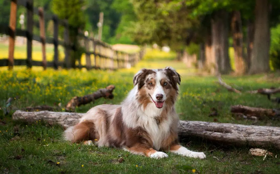 Australian Shepherd dog wallpaper for desktop
