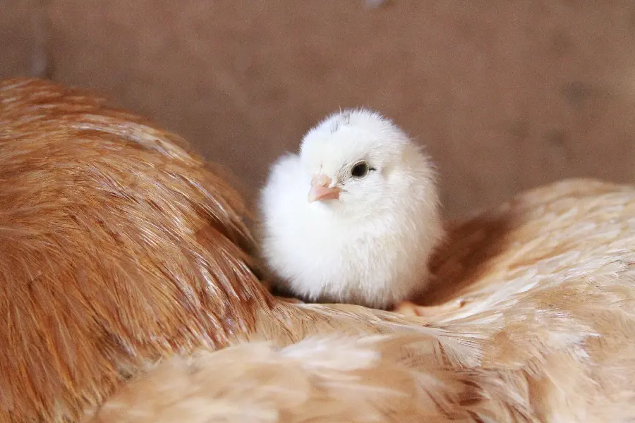 Cute photo of a little white chicken sitting on a chicken feather
