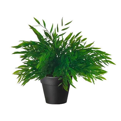 Succulent and green houseplant PNG pot