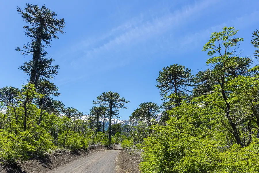Image of the road in green nature and under a pleasant blue sky as Wallpaper 