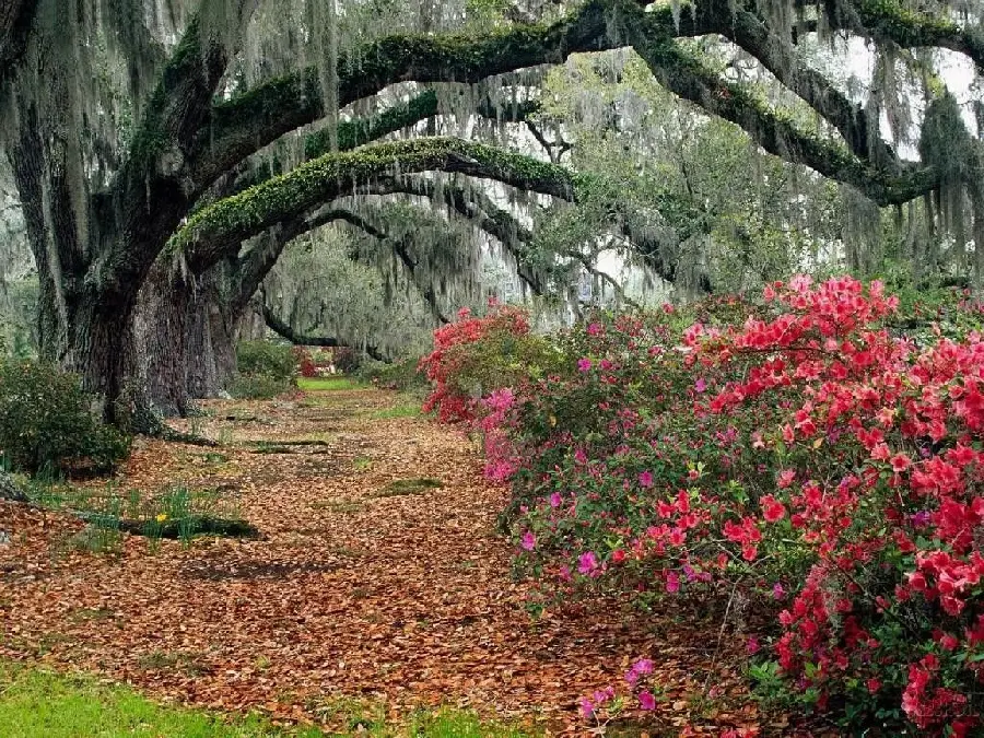 HD image of a tunnel with tree branches next to it Rose Bush