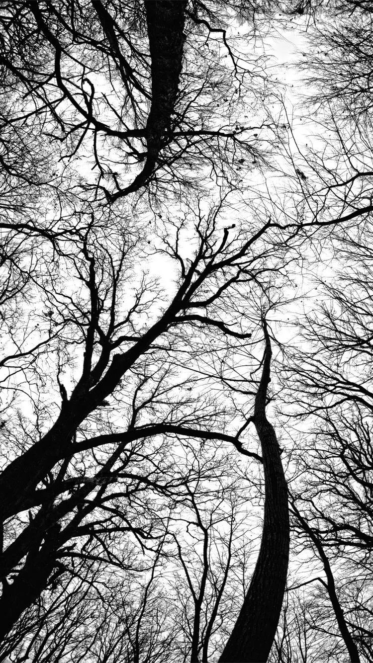 Latest black and white tree photo for phone background
