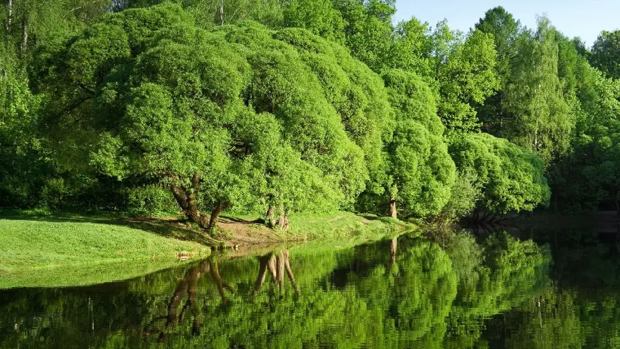 Full HD desktop background with spectacular green nature design