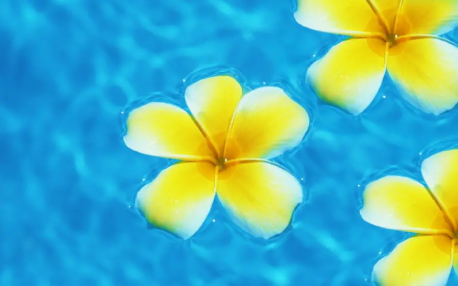 Best Background of Plumeria Flower in Beautiful Yellow Color