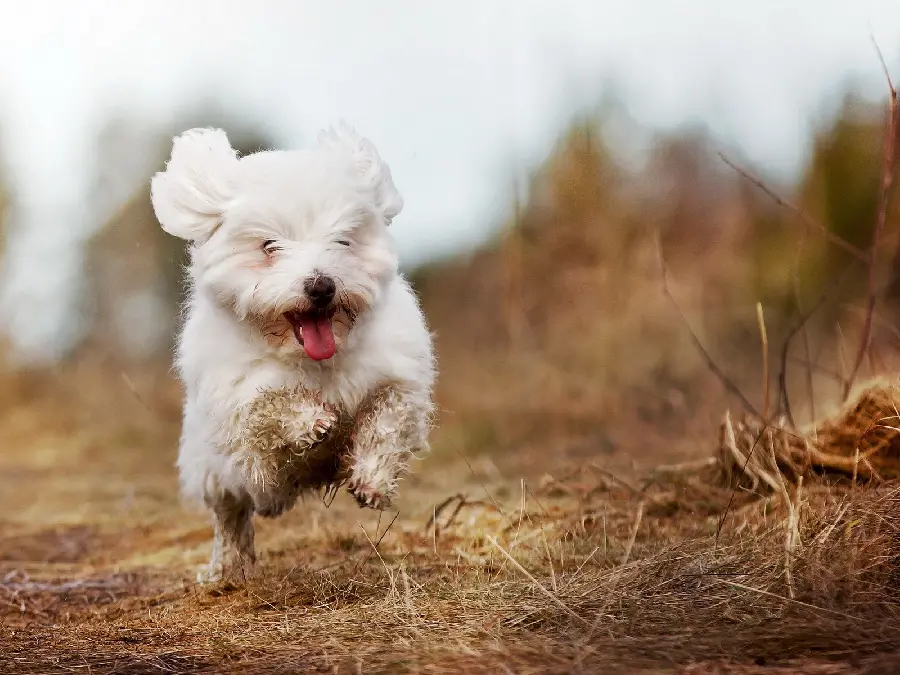 White fluffy dog ​​playing and jumping in nature