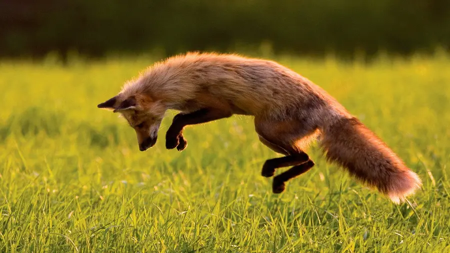 Funny Photo of a Fox Baby Playing in Nature 1402