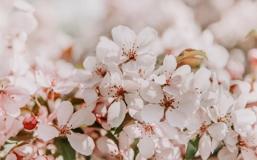 White blossom stock image for design and editing