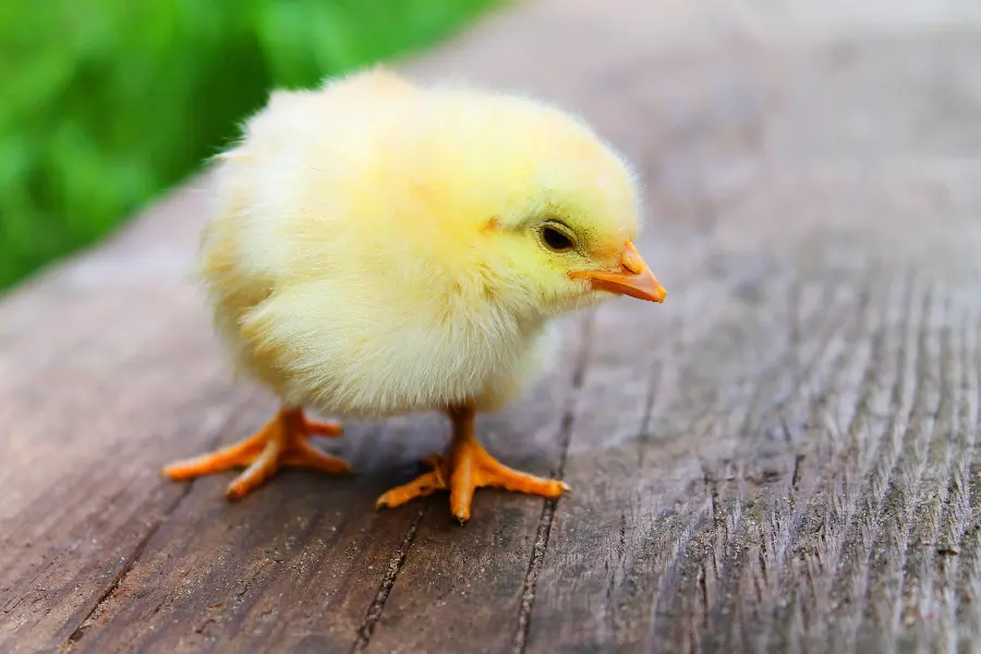 Beautiful picture of a little colored chicken for a telegram profile 