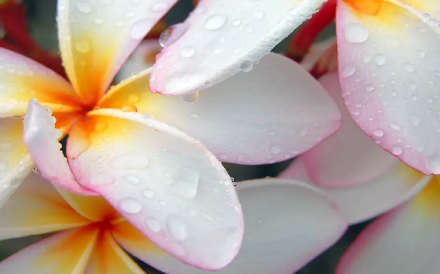 Beautiful and stylish flower wallpaper and background image with white and yellow color