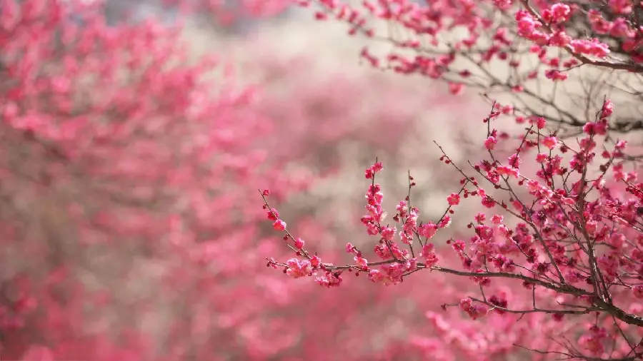 Refreshing Pink Spring Blossom Wallpaper