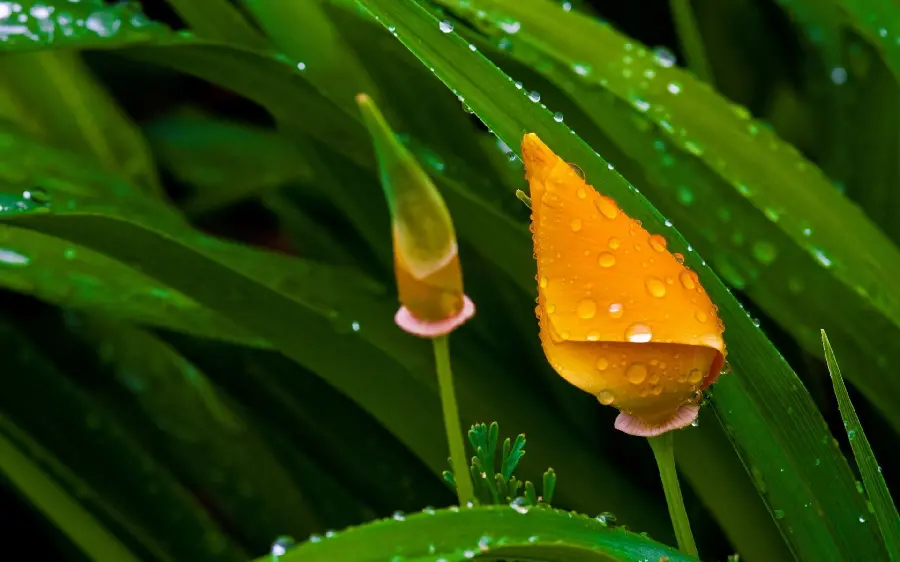 A very beautiful and romantic photo of a single flower bud