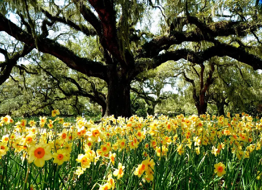 Yellow spring flowers wallpaper