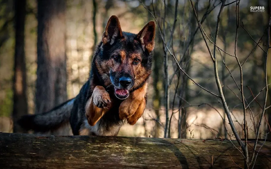 German Dog Picture Wild Shepherd