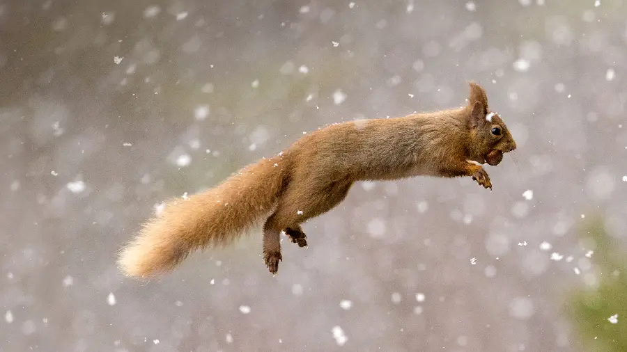 Stock photo of a squirrel jumping in 4k quality